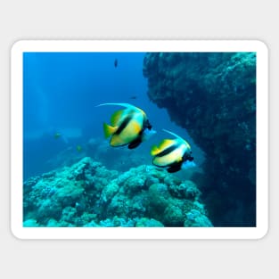 a pair of bannerfish Sticker